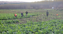 8 bin yıllık bahçede son hasat: Demeti 6 lira…